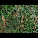 Schmarotzer ohne Blattgrün (ähnlich der zur Familie der Orchideen gehörenden Vogel-Nestwurz)
